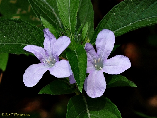 {Ruellia caroliniensis}